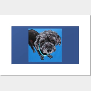 Sammy the Mini Schnauzer Mix Posters and Art